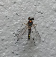 Amblypsilopus variegatus