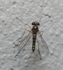 Amblypsilopus variegatus