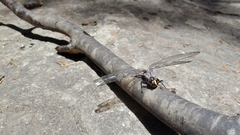 Austroaeschna tasmanica