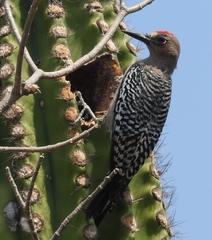 Melanerpes hypopolius