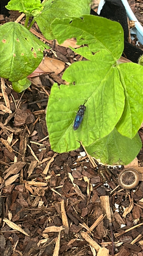 Unknown species found near Harris County, US-TX, US