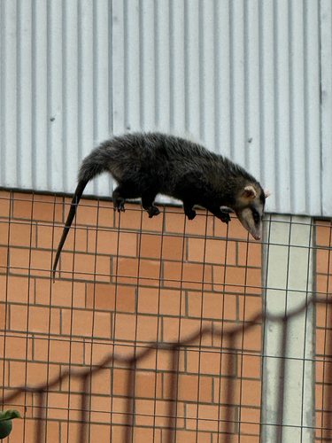 White-eared Opossum