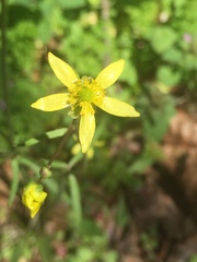 Ranunculus harveyi