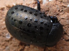Chrysolina exanthematica