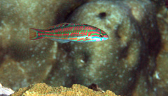 Thalassoma quinquevittatum