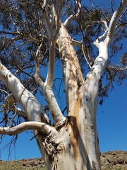 Eucalyptus rossii
