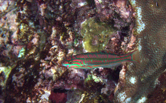 Thalassoma quinquevittatum