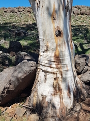 Eucalyptus rossii