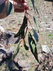 Eucalyptus rossii