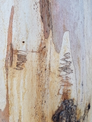 Eucalyptus rossii