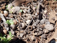 Eucalyptus rossii