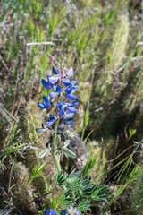 Lupinus guadalupensis