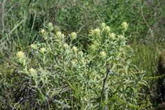 Castilleja grisea