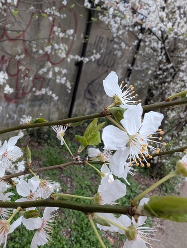 Prunus cerasifera