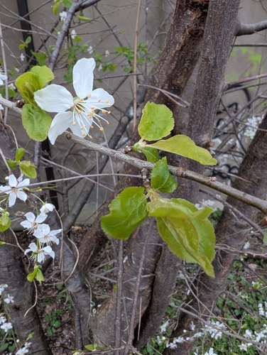 Prunus cerasifera