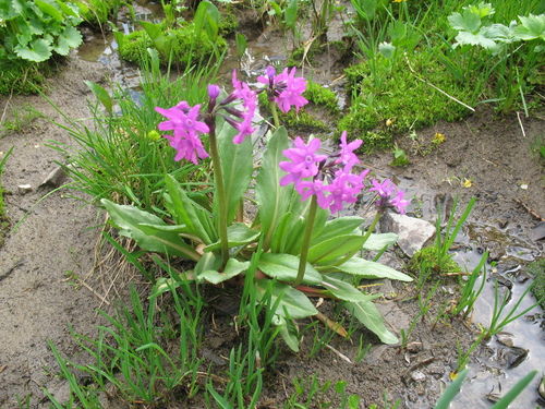Primula nivalis, photograph 1