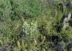 Castilleja grisea