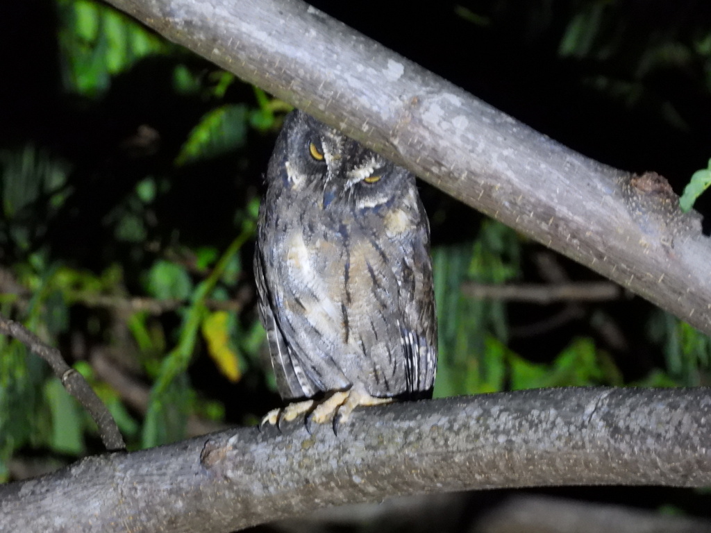 Moluccan Scops Owl (Otus magicus)