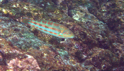 Christmas Wrasse