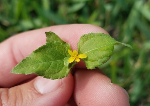 Calyptocarpus vialis image