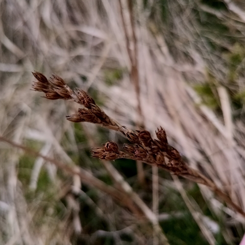 heath rush (Juncus squarrosus)