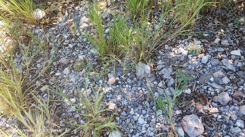 Discocactus heptacanthus
