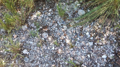Discocactus heptacanthus