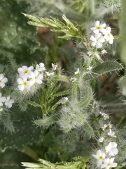 Cryptantha barbigera
