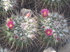 Mammillaria compressa compressa