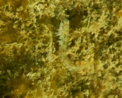 Microlipophrys dalmatinus