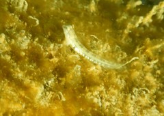 Microlipophrys dalmatinus