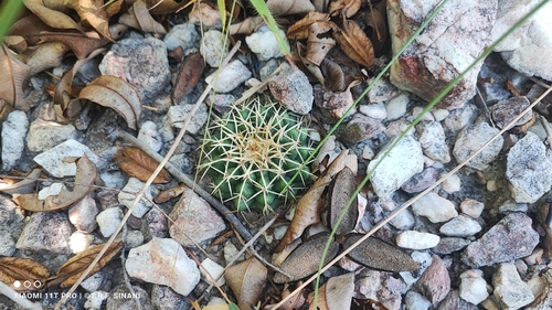 Discocactus heptacanthus