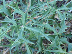 Berberis harrisoniana