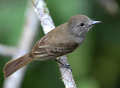 Myiarchus panamensis