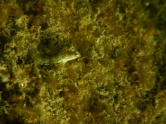 Microlipophrys dalmatinus