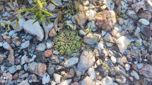 Discocactus heptacanthus