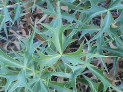 Berberis harrisoniana