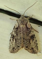 Lithophane pertorrida