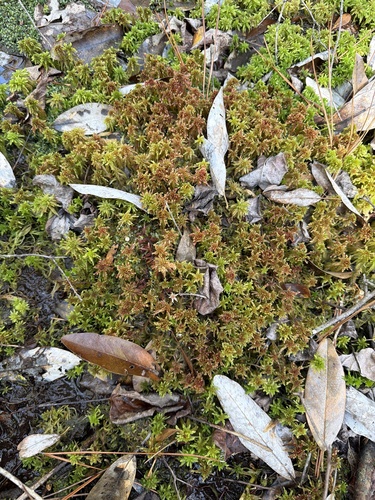 Sphagnum bartlettianum, 2026-03-07