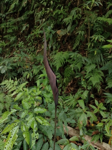 Wight's Twisted Arum (Anaphyllum wightii)