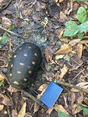 Chelonoidis carbonarius