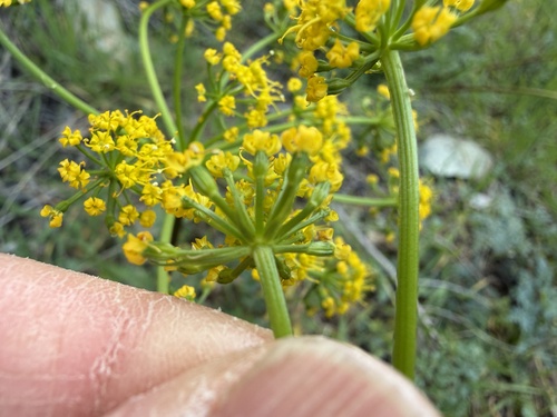 Hall's Biscuitroot (Lomatium hallii)