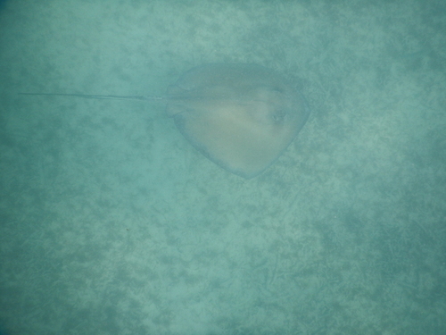 Hypanus americanus