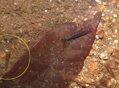 Rhinogobius duospilus