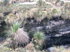 Poa flabellata