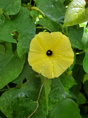 Ipomoea ochracea