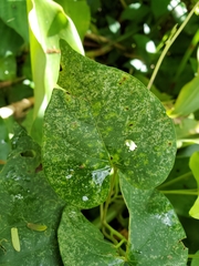Ipomoea ochracea
