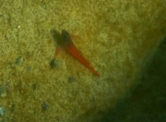 Tripterygion melanurus