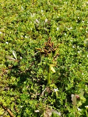 Sceptridium lunarioides