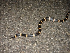 Rhinocheilus antonii